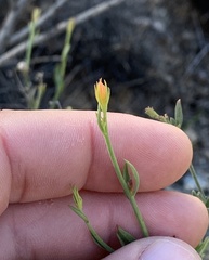 Menodora scabra