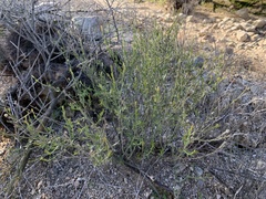 Menodora scabra