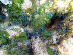 Coelothrix irregularis