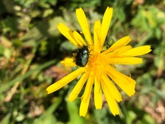 Cryptocephalus