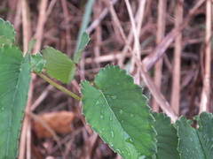 Sanguisorba applanata