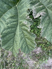 Scandosorbus intermedia