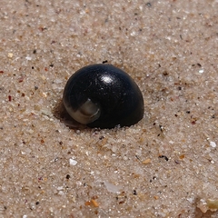 Nerita atramentosa