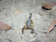 Urodacus manicatus