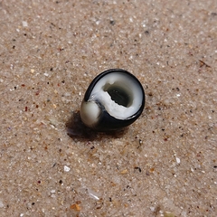 Nerita atramentosa