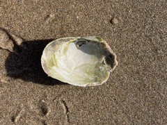 Platyodon cancellatus