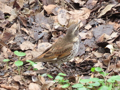 Turdus eunomus