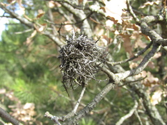 Andricus caputmedusae