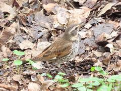 Turdus eunomus