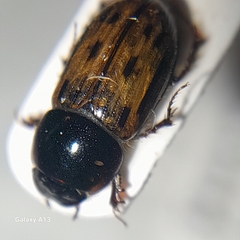 Chilothorax melanostictus