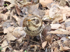 Turdus eunomus