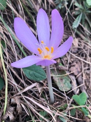 Liliales