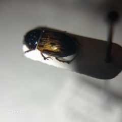 Chilothorax melanostictus