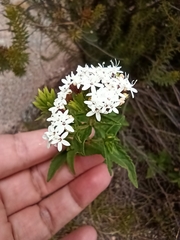 Stevia achalensis
