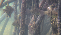 Sphaeramia orbicularis