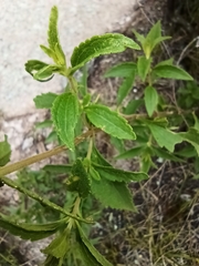 Stevia achalensis