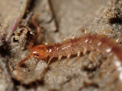 Chilopoda