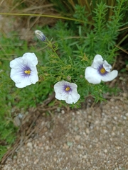 Nierembergia linariifolia