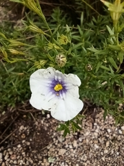 Nierembergia linariifolia