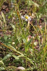 Erigeron coulteri