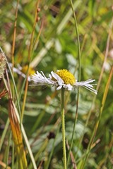 Erigeron coulteri