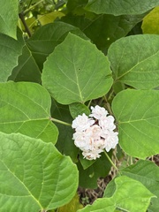 Clerodendrum chinense