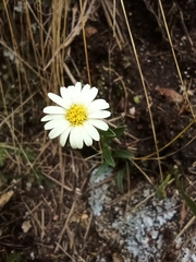 Noticastrum marginatum