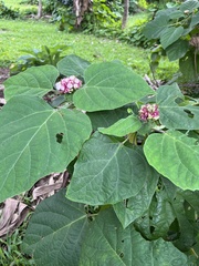 Clerodendrum chinense