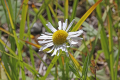Erigeron coulteri