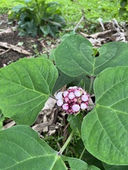 Clerodendrum chinense