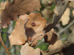 Neuroterus quercusbaccarum