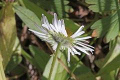 Erigeron coulteri