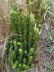 Phlegmariurus saururus