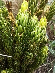 Phlegmariurus saururus