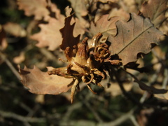 Andricus grossulariae