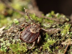 Dermacentor occidentalis