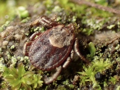 Dermacentor occidentalis