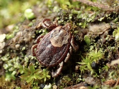 Dermacentor occidentalis