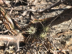 Tillandsia loliacea