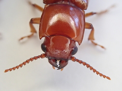 Papuandra norfolkensis