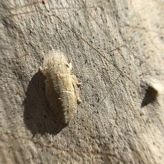 Ledromorpha