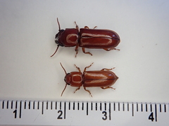 Papuandra norfolkensis