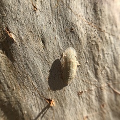 Ledromorpha
