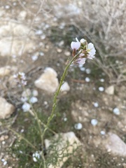 Carrichtera annua