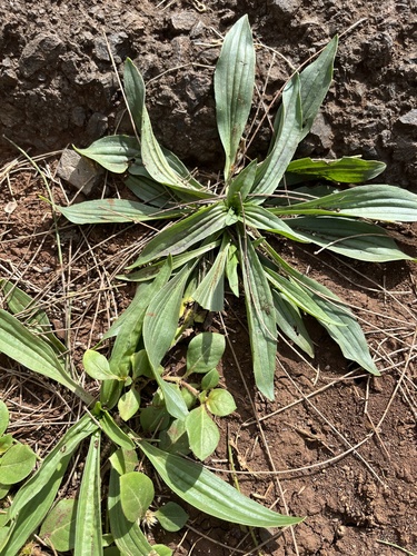 Plantago lanceolata observed 2023-02-03