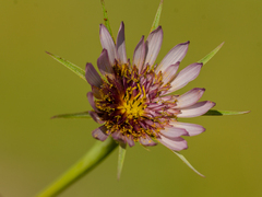 Tragopogon porrifolius