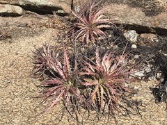 Encholirium spectabile