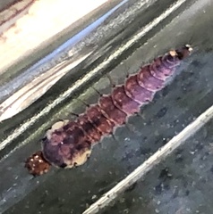 Toxorhynchites speciosus