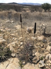 Encholirium spectabile