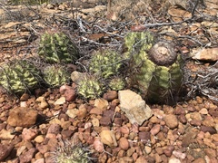 Melocactus